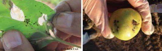 Domates güvesinin yapraktaki ve domates meyvesindeki zararı